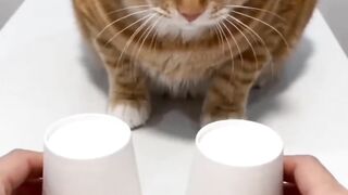 Cat sits on the laptop, stares at the owner and thinks: