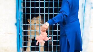 Terlalu Percaya Diri, Penjaga Kebun Binatang Hampir Celaka