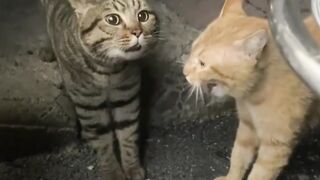 catlovers 2