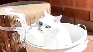 Funny Animals Ki Duniya 2