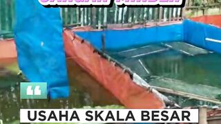 Budidaya lele SKALA KECIL jangan MALU yang besar saja awalnya KECIL dulu