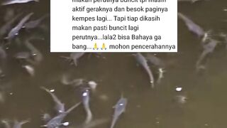 Cara mengobati penyakit gagal usus pada ikan lele