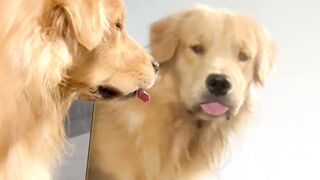 Here’s just a few reasons why you should get a Golden! #dog #doglovers #bestfriends 2