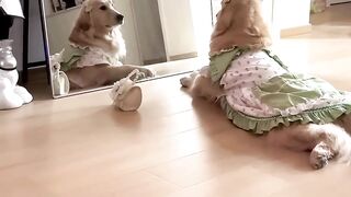 Such a cute puppy #goldenretriever #puppy #dog #cutedog #dogs 2