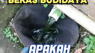 Apakah air BEKAS budidaya bisa digunakan lagi