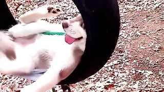 These best friends have special ability to make us laugh #doglovers #bestfriends #funnyreels 2