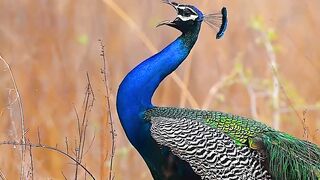 When nature enchants #wildlife #animals #peacocks #deer #nilgai