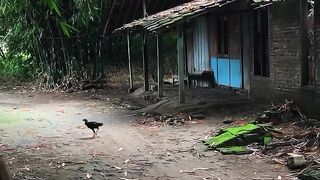 Rindu Masa Kecil di Desa