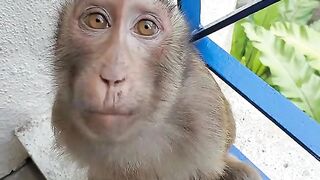 Animal funny moment 2