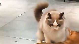 SIGMA CAT ✋????????