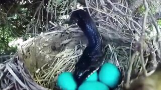 Ular Tidak Akan Bisa Memakan Telur Burung ini‼️