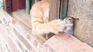 Cat and Rat funny Video