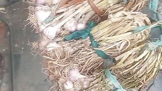 Fresh garlic 2