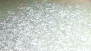 Jika melihara 3 bulan ikan lele belum bisa dipanen KOREKSI 3 hal ini