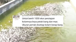 Dengan 1-2 kolam kalian bisa PANEN 100-200kg ikan lele