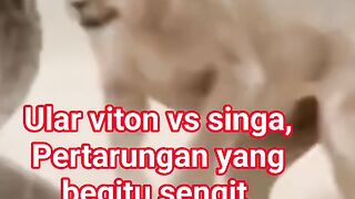 Hewan buas bertarung