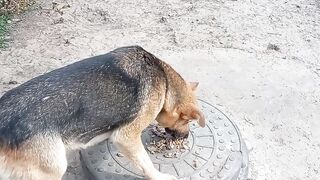 Road Trip adventures: watch Me feed Dog the ultimate Snack