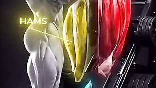 "Complete Leg Day Muscle Breakdown | 3D Anatomy of Quads, Hamstrings & Calves"