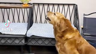 Dog Funny Seen