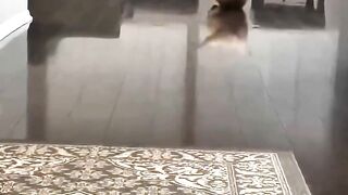 Funny Dogs #dogs #dogshorts #funnydogs #doglife #viraldogs