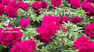 Beautiful Real Flowers 3