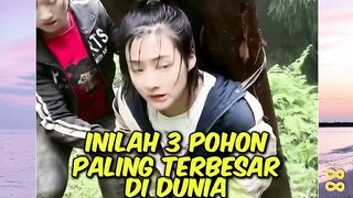 3 Pohon paling terbesar di dunia (Nomor 3 Ini besar banget cuy) versi bola88