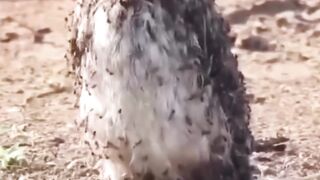 Burung Crow (Gagak) yang sedang melakukan perilaku anting secara pasif