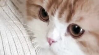 NYAWA DI UJUNG TANDUK: Kisah Mae Lowrie & Kucing Penyelamat