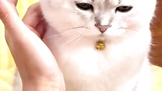 Girls With Cat Vs Boys With Cat #cat #cutecat #pet #petlovers
