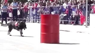 Turkish Military K9 in Action - Elite Commando Dog Training Obedience Drill