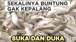 Suka-Duka USAHA budidaya lele 3 Segmen SEKALIGUS