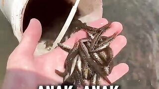 CARA MELEPAS IKAN YANG BENAR ????.