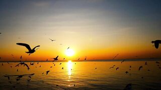Free Download Video Beautiful Sunset Beach Video with Flying Birds in 4K