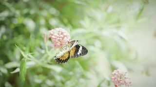 Free Download Video Beautiful Butterfly Flying on Flower in Nature HD Video – Peaceful Garden Scene