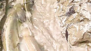 Amazing fishing video 3