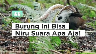 Bukan Cuma Cantik, Ini Burung Paling Jago Niru Suara!