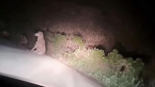 Proof That Donkeys Are Actually Broken