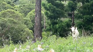 Nada se compara à sensação desses fofinhos