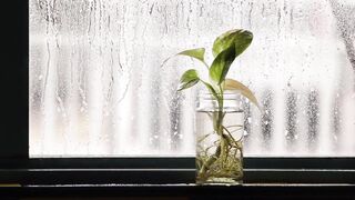 Rainy Window Aesthetic Footage – Free Download | Relaxing Rain Background with Plant in Glass Jar