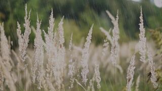 Free Rain Footage Download | Relaxing Nature Rain Video HD | Calm Rain Background No Copyright