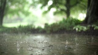 Relaxing Rain in Nature | Free Rain Footage with Natural Sound for Sleep, Study & Meditation, Free Download Video Footage