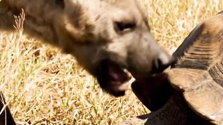You’ve heard of Cat got your tongue