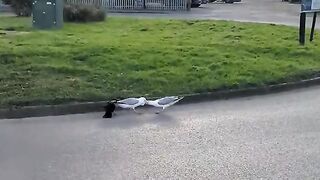 got to love watching a pokémon battle in real life seagull Vs seagul Vs crow.