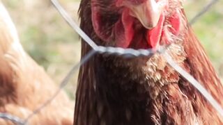Fakta unik ayam yang jarang di ketahui