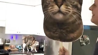 collection of cat reactions when seeing cat masks