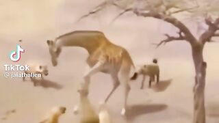 Wild life survival