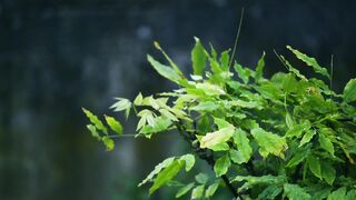 Relaxing Rain on Green Leaves – Free Nature Rain Footage for Download (HD)