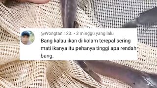 Ciri-ciri lele BERMASALAH atau mati akibat pH air BERUBAH