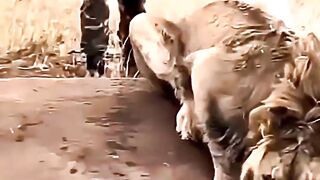 He Teased a Lion But Watch the Lion’s Reaction