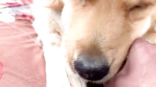 Who let the dogs out?